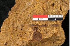 Foto (Detailansicht) von Plantae indet.  (NHMW-GEO-2024-0188-10391)
